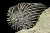 Crinoid (Gennaeocrinus) Fossil - Arkona, Canada #137269-3